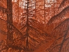 hortus-rood-bos